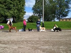 Best in Show. 1. Rafa, Rhodesiankoira, Mari Lahtinen.
2. Vippe, Lancashirenkarjakoira, Mira Lindgren.
3. Pupu, Sileäkarvainen Collie, Annemari Gröhn.
4. Urho, Bordercollie, Reija-Riikka Stenbäck